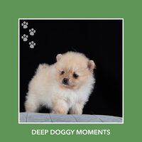 Personal Thoughts - Dog Chill Out Music