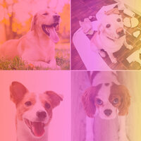 Background for Resting After Walks - Music for Dogs