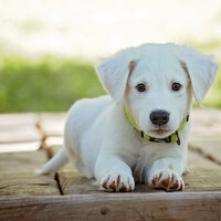 Life Anew - Music for Leaving Dogs Home Alone & Music for Dog's Ear & Jazz Music Therapy for Dogs