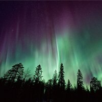 Asleep in the Forest - Music for Leaving Dogs Home Alone & Relaxation Music For Dogs & Music for Calming Dogs