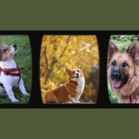 Casual (Dogs on Couch) - Dog Calming Music