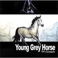 Hammerin Hank - Young Grey Horse