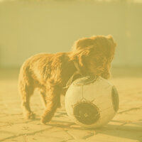 Sparkling Ambience for Doggy Rest - Sleeping Music For Dogs