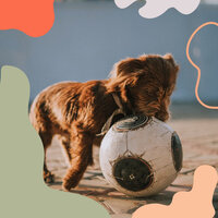 Delightful Ambience for Sleeping Puppies - Jazz Music for Dogs
