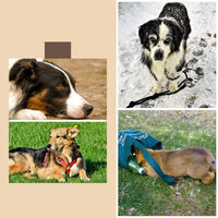 Romantic Moods for Sweet Dogs - Sleepy Dogs