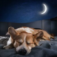 Sonidos Orquestales Suaves Para Mascotas - Caminos de Paz & Musica para Perros Clásico & Perro y tranquilo