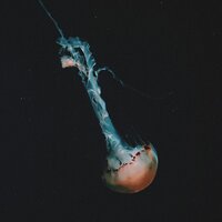 Save Me, Poseidon - Jevin Julian