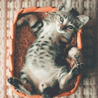 Atmospheric - RelaxMyCat & Music for Cats Project & Pet Care Club
