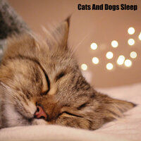 Gentle Piano For Pets - Music for dog's joys & Music For Cats & World of cat's & Музыка для кошек