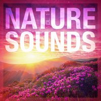 Canopy Sounds: Birds - Sounds of Nature for Deep Sleep and Relaxation