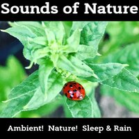 REM Sleep (Piano) (Rain) - Nature! & Ambient! & Sleep & Rain