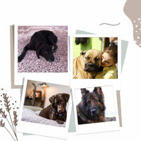 Smooth Jazz Ballad Soundtrack for Dog Anxieties - Calming Music for Dogs