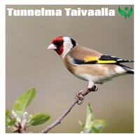 voimakas järjestys - Timmy-Lay