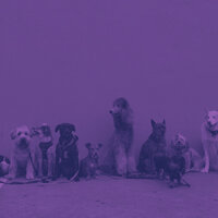 Background for Doggies - Dog Therapy Music