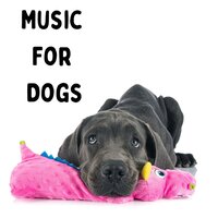 Time to Lay Down - Music for Dogs & Music for Dogs Peace & Relaxing Puppy Music & Calm Pets Music Academy
