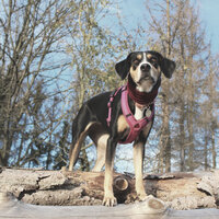 Artistic Ambiance for Relaxed Dogs - Dog Music Waves