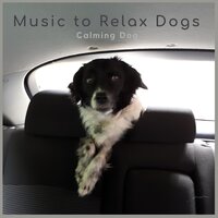 Calming Dog -13 - Music to Relax Dogs