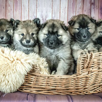 Vivacious Ambience for Calming Pups - Sleeping Music For Dogs