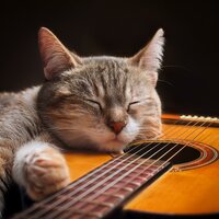 Guitarra Suave Para Ronroneos - Guitarra Trio & Música en Paz para Gatos & Efectos de lluvia del bosque