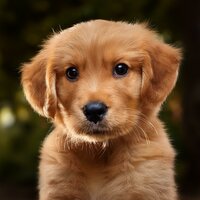 A Salvo Y Tranquilo - Relájate la música de mi perro & Frecuencias & Investigación de ritmos binaurales