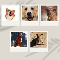 Background for Stresssed Dog - Dog Anxiety Music