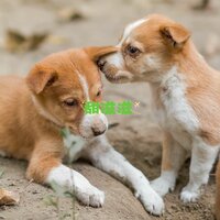呆萌萌 - 狗狗音乐