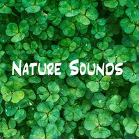 Nature Sounds - In the Forest - Nature And Bird Sounds & Nature Recordings