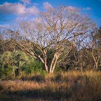 Extended vocal pause - Byelti