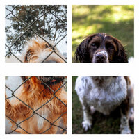 Ambience (Dog Stress) - Relaxation Music For Dogs