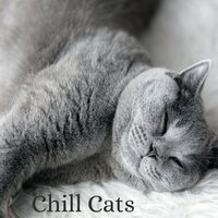 Cat Chill - RelaxMyCat
