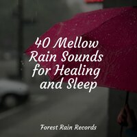 Birdsong in the Wind - Schlaflieder Für Kinder & Sleep Rain & Hipnose Natureza Sons Coleção
