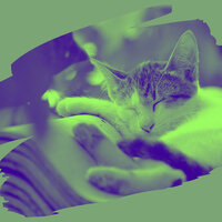 Incredible Moods for Calming Your Cats - Cat Total Relax