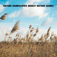 Rocks and Wind Sounds - Nature Recordings & Concentration Music for Work & Massage Tribe