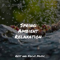 Deep Forest Calm - Exam Study Classical Music Orchestra & The Sleep Helpers & Meditation & Stress Relief Therapy
