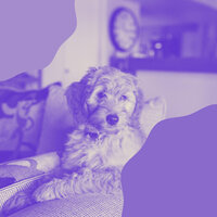 Beautiful Moods for Dog Training - Music For Your Dog