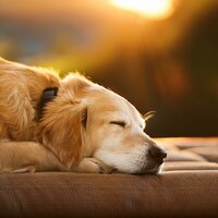 Suaves Ronroneos De Guitarra - Alegre Musica Relajante de Guitarra & Musicoterapia para el cuidado de mascotas & Música para mascotas Mundo