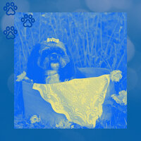 Dream Like Moods for Doggy Anxiety - Doggy Relaxing Sounds