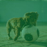 Tranquil Moods for Chill Dogs - Doggy Music Radio