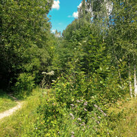 The Quiet Forest - The Relaxing Sounds of Swedish Nature