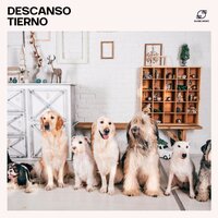 Frecuencias de Chakra para Mascotas - Cachorros Bebes Orchestra & Musica Relajante para Perrors Colecciones & Música tranquila para perros & Canciones para Perros