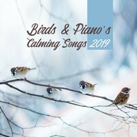 Total Comfort - Bird Sounds, Calming Sounds, Nature Sounds & Nature Sounds & Bird Sounds & Calming Sounds