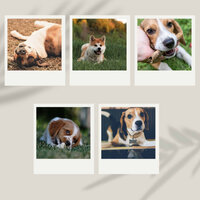 Simplistic (Stressed Pup) - Dog Relaxation