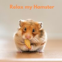Master Meditation - The Hamster Helper