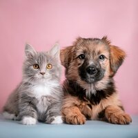 Las Mascotas Se Calman Con Ritmos - Música alegre de la mañana & Calma para el descanso animal & Amante de la paz en animales