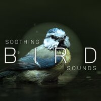 Beautiful Bird - Nature Sounds Paradise