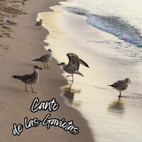 Caminos de Esperanza - Desestresantes Auditivos & Musica para ambientar la casa & Musica para la paz de un hogar