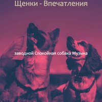 Мечты (Милые Собаки) - заводной Спокойная собака Музыка