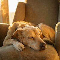 Melodías Suaves De Compañía - Paseo Melódico & Sueños para animales & Sueños apacibles para criaturas