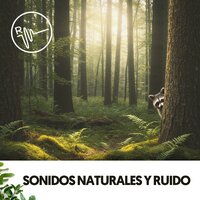 Susurros del bosque - lofi.dealer & The Nature Soundscapes & Rain Sounds ACE
