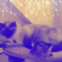 Successful Jazz Saxophone - Vibe for Cozy Kittens - Cat Music Oasis